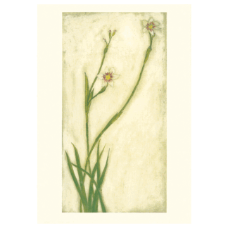 Rockery Plant card by Melanie Epps