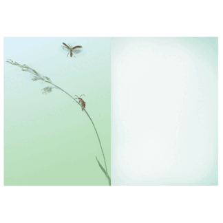 Soldier Beetles - Folding inserts for use inside Two Bad Mice Cards