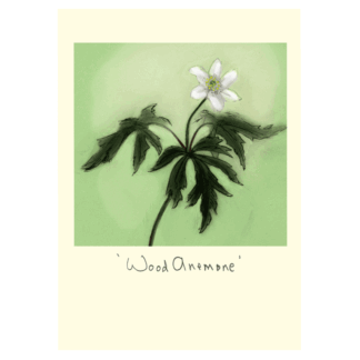 Wood Anemone card